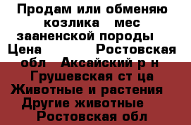 Продам или обменяю козлика 3 мес зааненской породы. › Цена ­ 1 500 - Ростовская обл., Аксайский р-н, Грушевская ст-ца Животные и растения » Другие животные   . Ростовская обл.